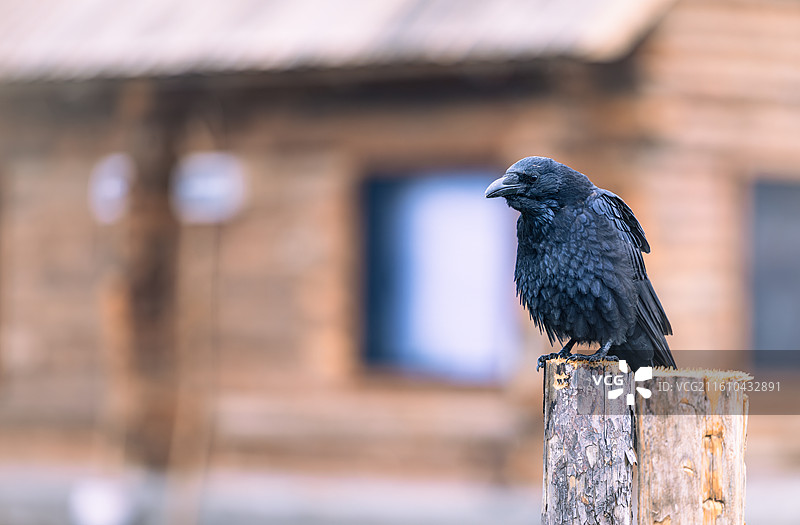 禾木村木桩上，黑色乌鸦侧身站立，背景虚化的木屋营造环境感，捕捉到图瓦村落中野生鸟类的姿态。图片素材