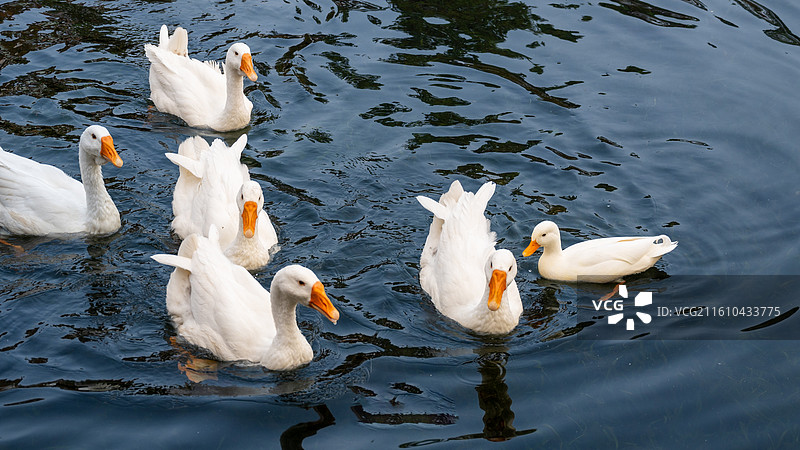 湖中戏水觅食的白鹅图片素材
