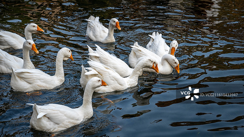 湖中戏水觅食的白鹅图片素材