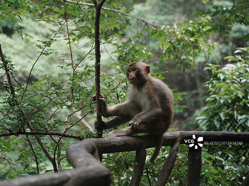 宁德鸳鸯溪的猴子图片素材