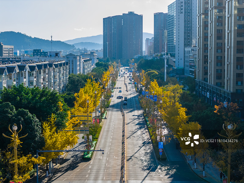 云南省玉溪市红塔区东风南路银杏树图片素材