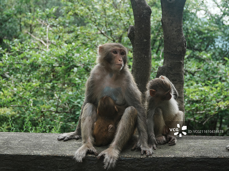 宁德鸳鸯溪的猴子图片素材