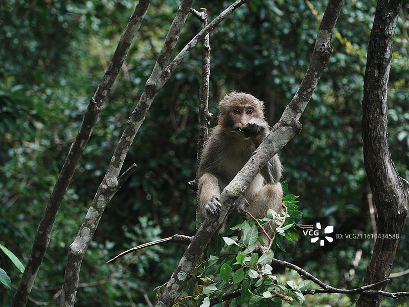 宁德鸳鸯溪的猴子图片素材