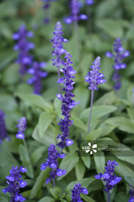 蓝花鼠尾草图片素材