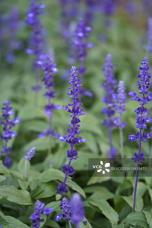 蓝花鼠尾草图片素材