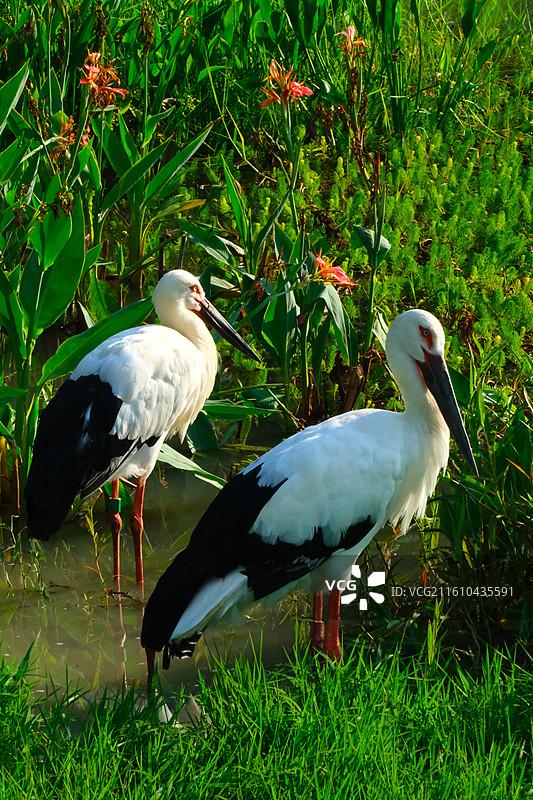 绿草中白鹳图片素材