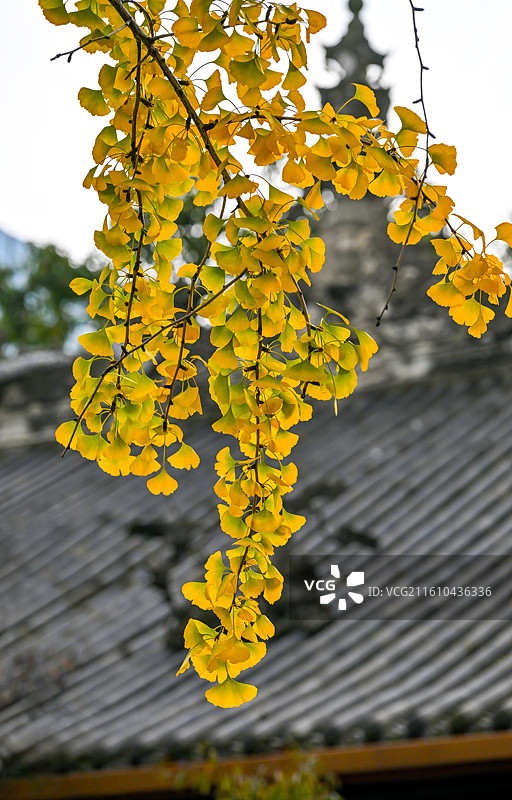 四川省成都市锦江区成都太古里古大圣慈寺图片素材
