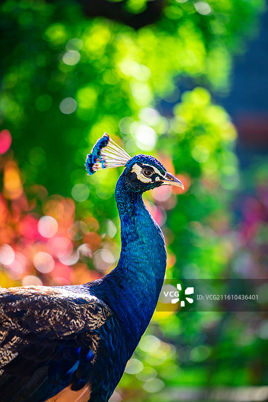 邛海宾馆的孔雀图片素材