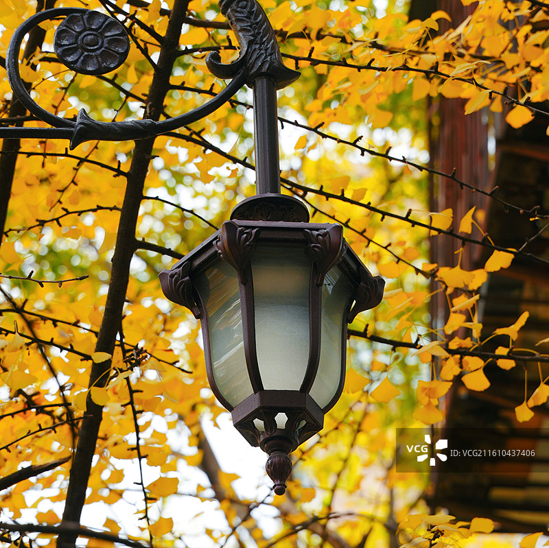 昆明文林街银杏黄了图片素材