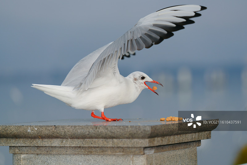 昆明滇池海鸥图片素材