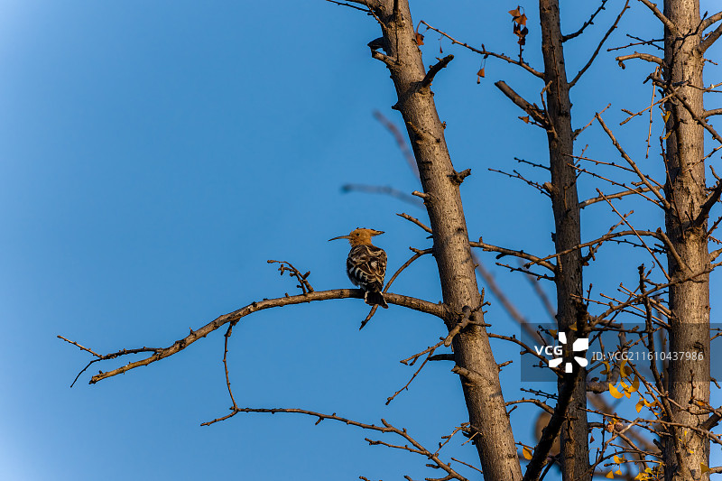 枝头的戴胜图片素材