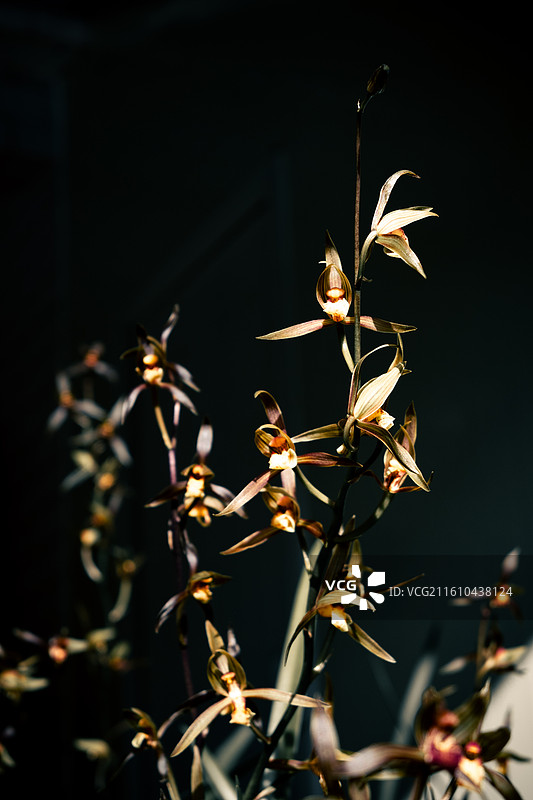 尼康z5拍摄风景图片素材