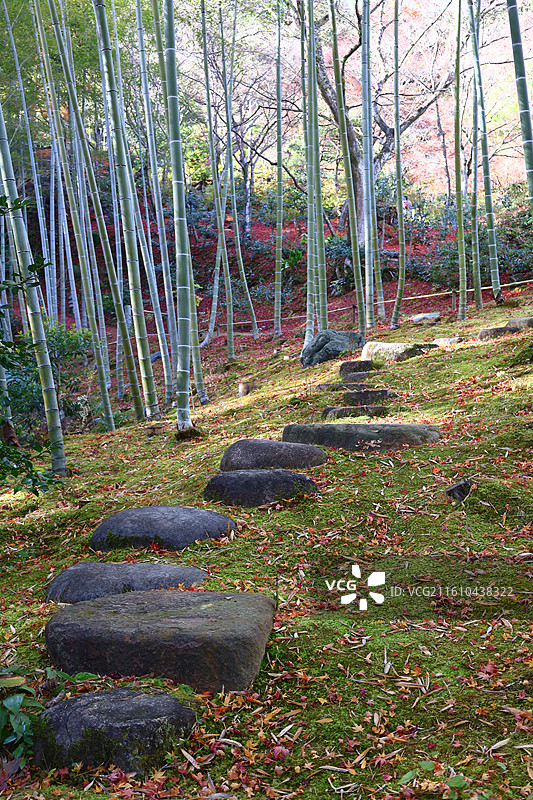 日本红叶季常寂光寺竹林里的红叶秋景图片素材
