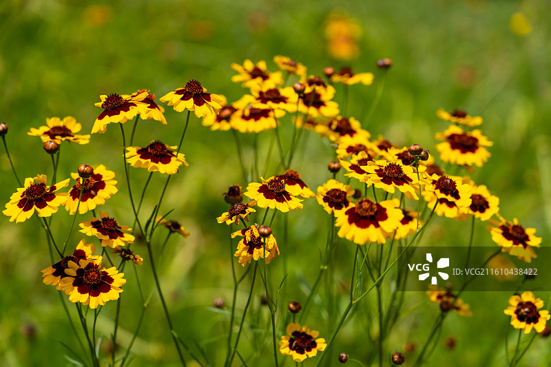 北京翠湖湿地公园两色金鸡菊图片素材