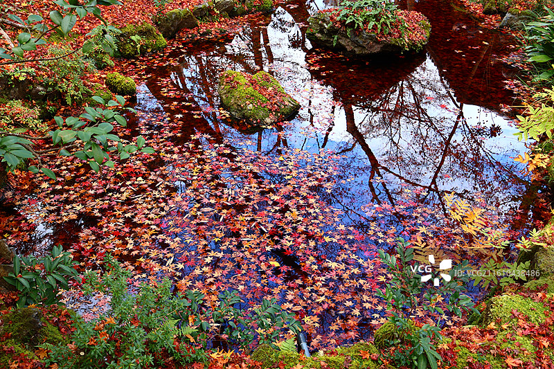 日本红叶季京都岚山常寂光寺里水中的落叶图片素材
