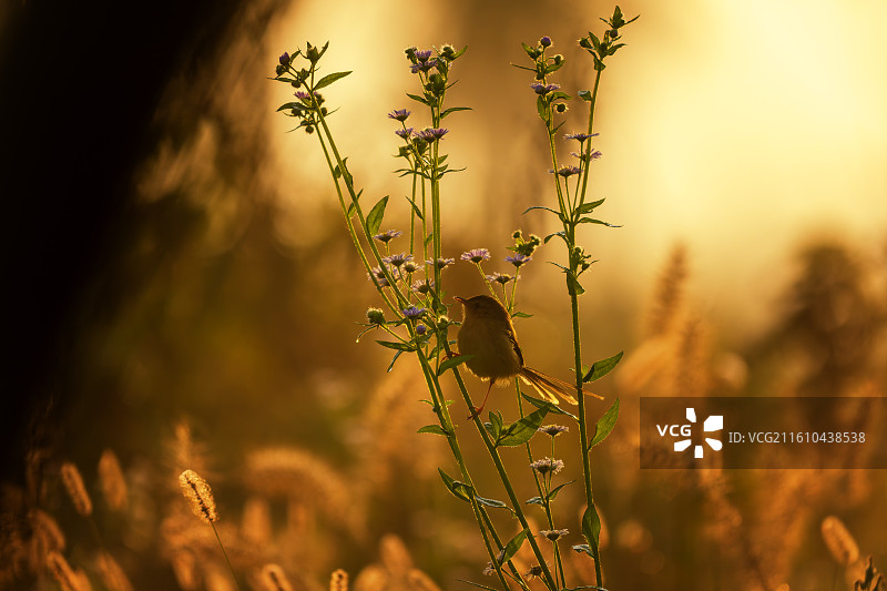 清晨的纯色山鹪莺图片素材