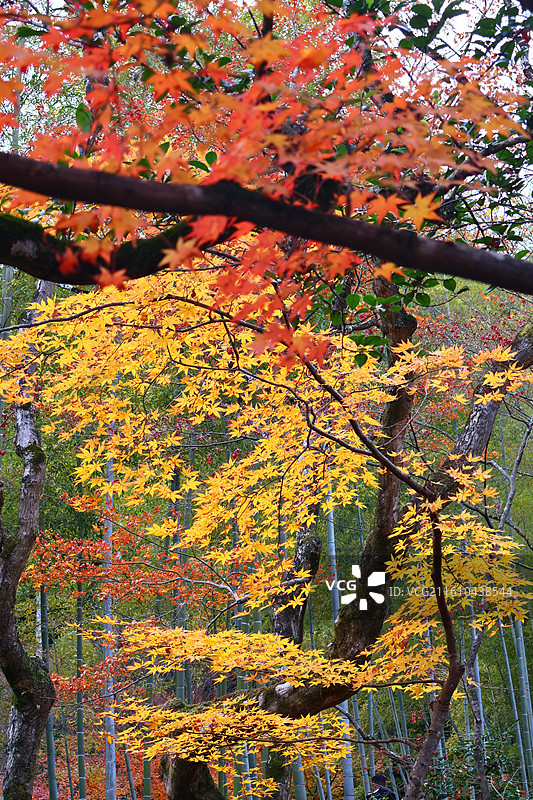 日本红叶季常寂光寺竹林里的红叶秋景图片素材