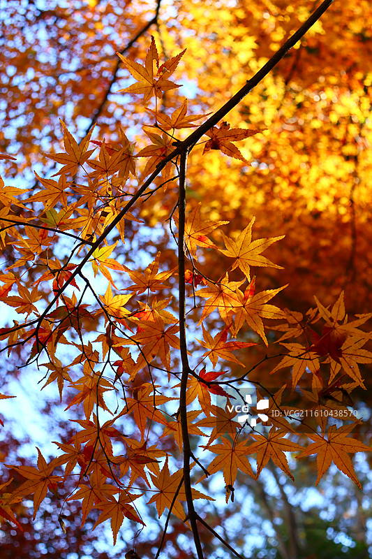 日本红叶季京都岚山常寂光寺内枫叶在阳光下的特写图片素材