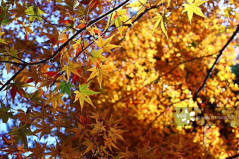 日本红叶季京都岚山常寂光寺内枫叶在阳光下的特写图片素材
