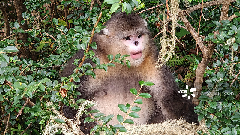 云南香格里拉的滇金丝猴图片素材