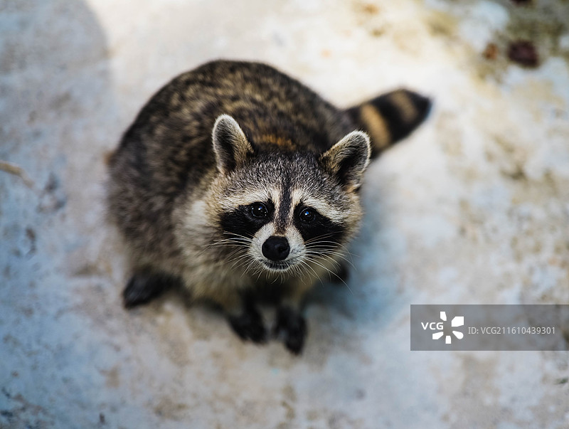浣熊水汪汪可怜兮兮的眼神抓拍特写图片素材