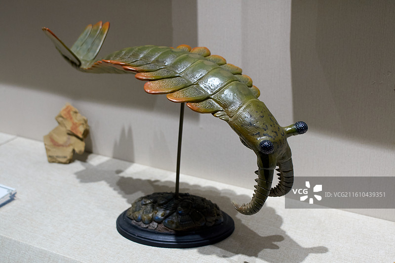 帚状奇虾，雕塑模型展品，辽宁古生物博物馆，沈阳城市旅游景点，自然科普教育图片素材