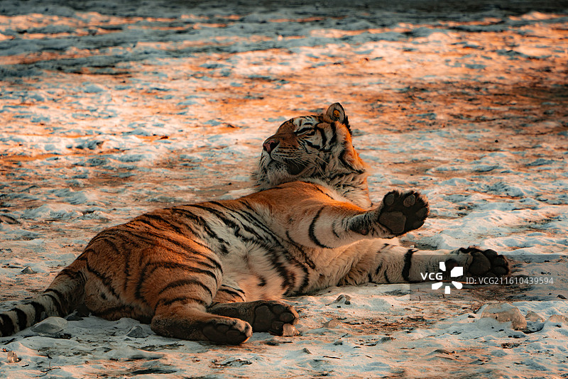 东北虎图片素材