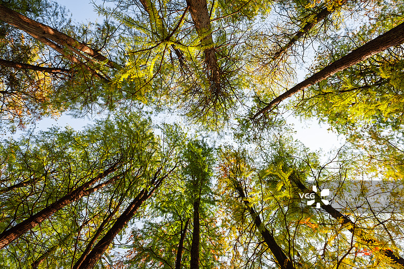 解放公园的树图片素材