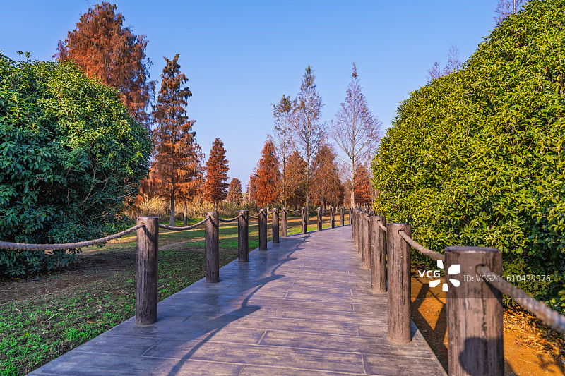 上海青西郊野公园的林间小道秋景风光图片素材