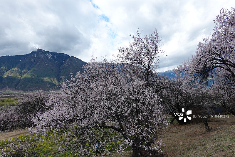西藏林芝市巴宜区嘎拉村桃花油菜花嘎拉桃花村：林芝桃花节主会场图片素材