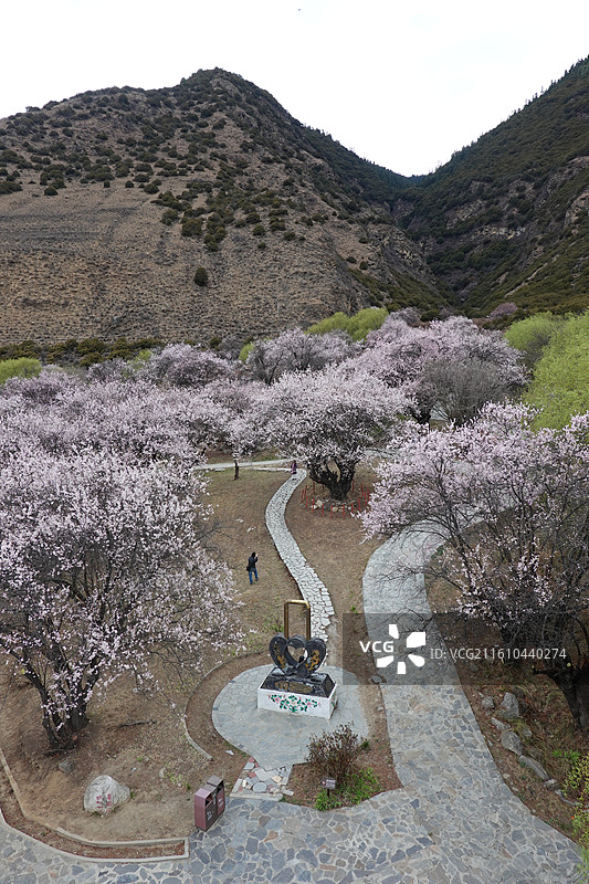 西藏林芝市巴宜区嘎拉村桃花油菜花嘎拉桃花村：林芝桃花节主会场图片素材