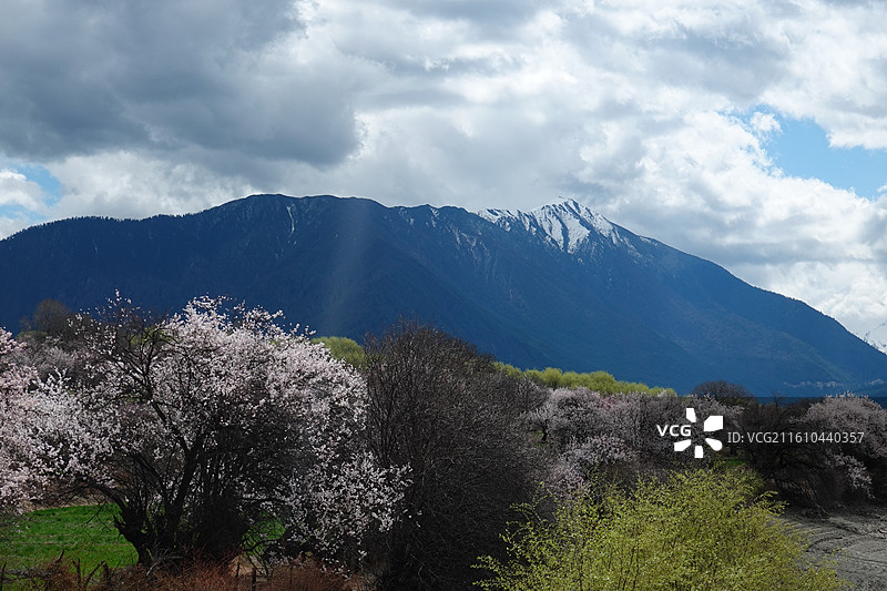 西藏林芝市米林县尼洋河风光带苯日景区苯日神山桃花雪山：林芝桃花节图片素材