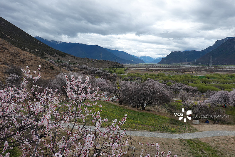 西藏林芝市巴宜区嘎拉村桃花油菜花嘎拉桃花村：林芝桃花节主会场图片素材
