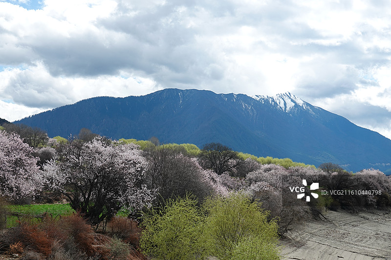 西藏林芝市米林县尼洋河风光带苯日景区苯日神山桃花雪山：林芝桃花节图片素材