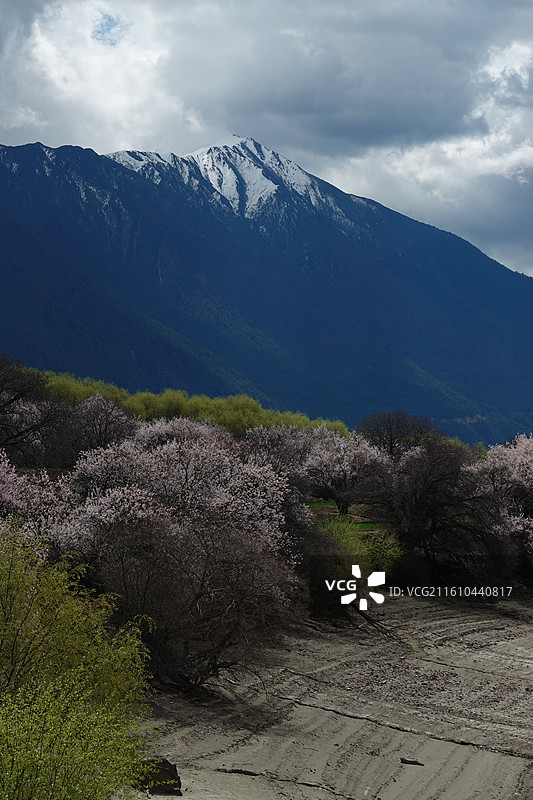 西藏林芝市米林县尼洋河风光带苯日景区苯日神山桃花雪山：林芝桃花节图片素材
