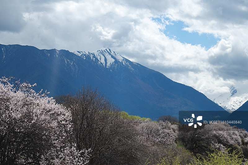 西藏林芝市米林县尼洋河风光带苯日景区苯日神山桃花雪山：林芝桃花节图片素材
