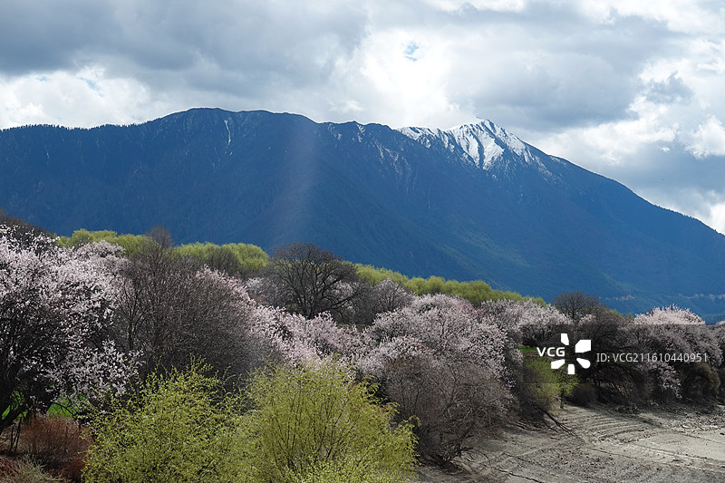 西藏林芝市米林县尼洋河风光带苯日景区苯日神山桃花雪山：林芝桃花节图片素材