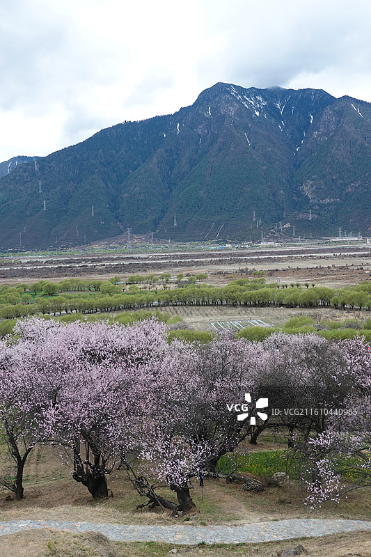 西藏林芝市巴宜区嘎拉村桃花油菜花嘎拉桃花村：林芝桃花节主会场图片素材
