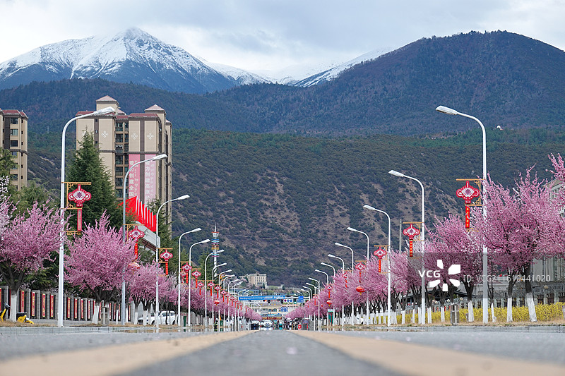 西藏林芝市巴宜区尼池西路桃花大道：林芝桃花节图片素材