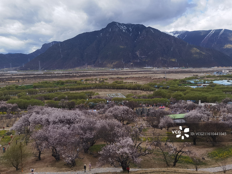 西藏林芝市巴宜区嘎拉村桃花油菜花嘎拉桃花村：林芝桃花节主会场图片素材