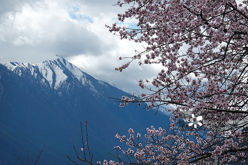 西藏林芝市米林县尼洋河风光带苯日景区苯日神山桃花雪山：林芝桃花节图片素材