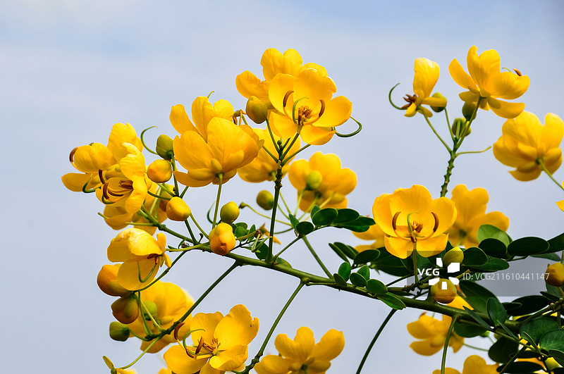 盛开的黄槐决明子花图片素材