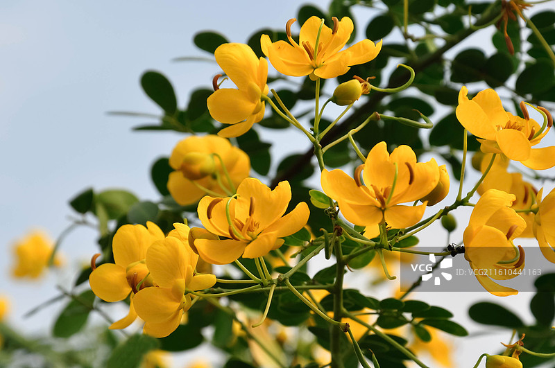 盛开的黄槐决明子花图片素材