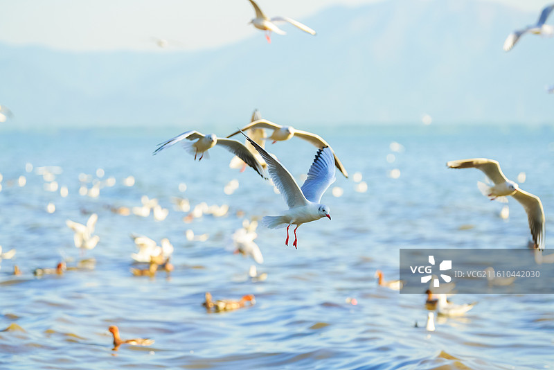 深圳市，深圳湾公园，冬季海鸥海景图片素材