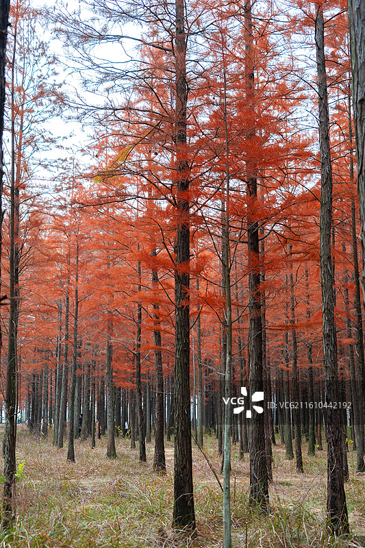 湖北省孝感市孝南区陆山林场红杉秋季全红及果实景象图片素材
