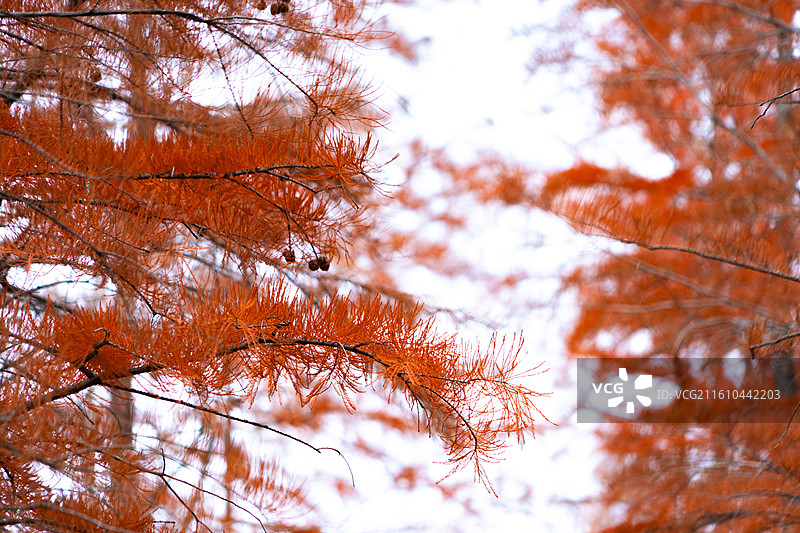 湖北省孝感市孝南区陆山林场红杉秋季全红及果实景象图片素材