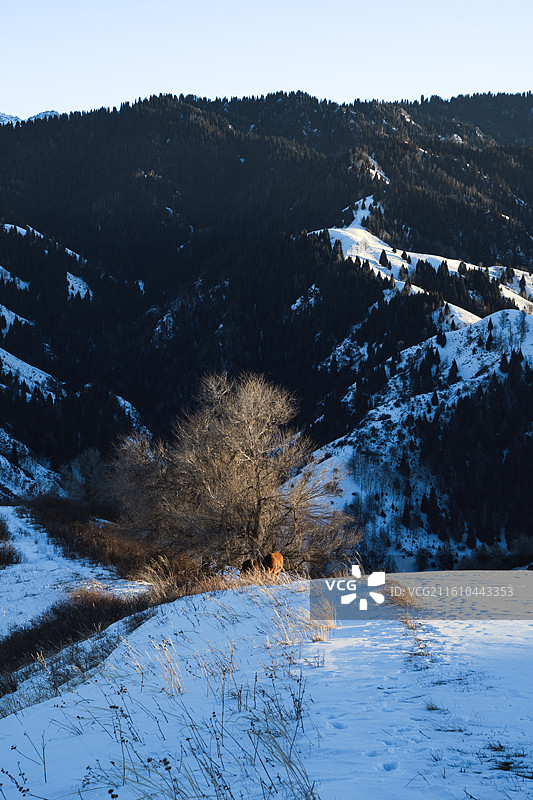 天山脚下马儿觅食图片素材