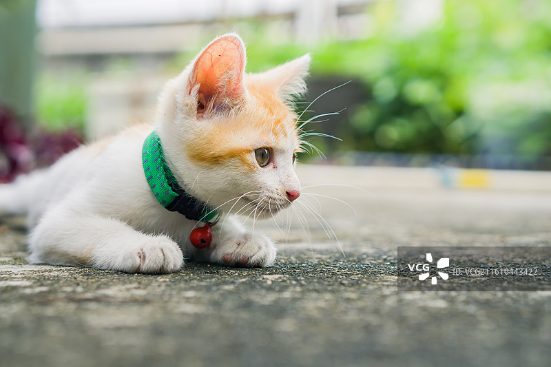 小猫动物图片素材