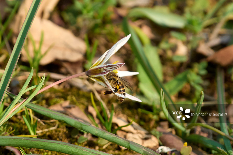 杭州植物园春天盛开的老鸦瓣和蜜蜂图片素材
