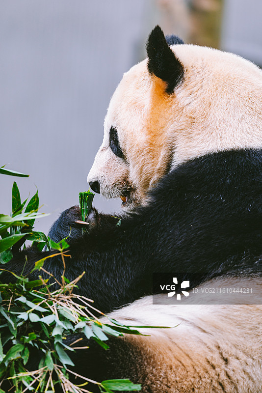 中国四川卧龙熊猫基地大熊猫图片素材